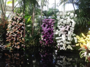 orchid banks