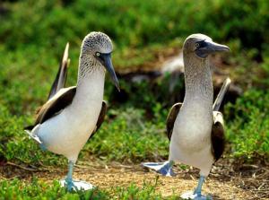 galapagos-scuba-diving-blue-footed-booby